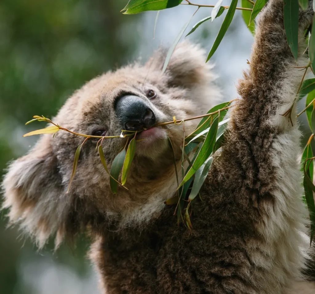 Koala Conservation Centre