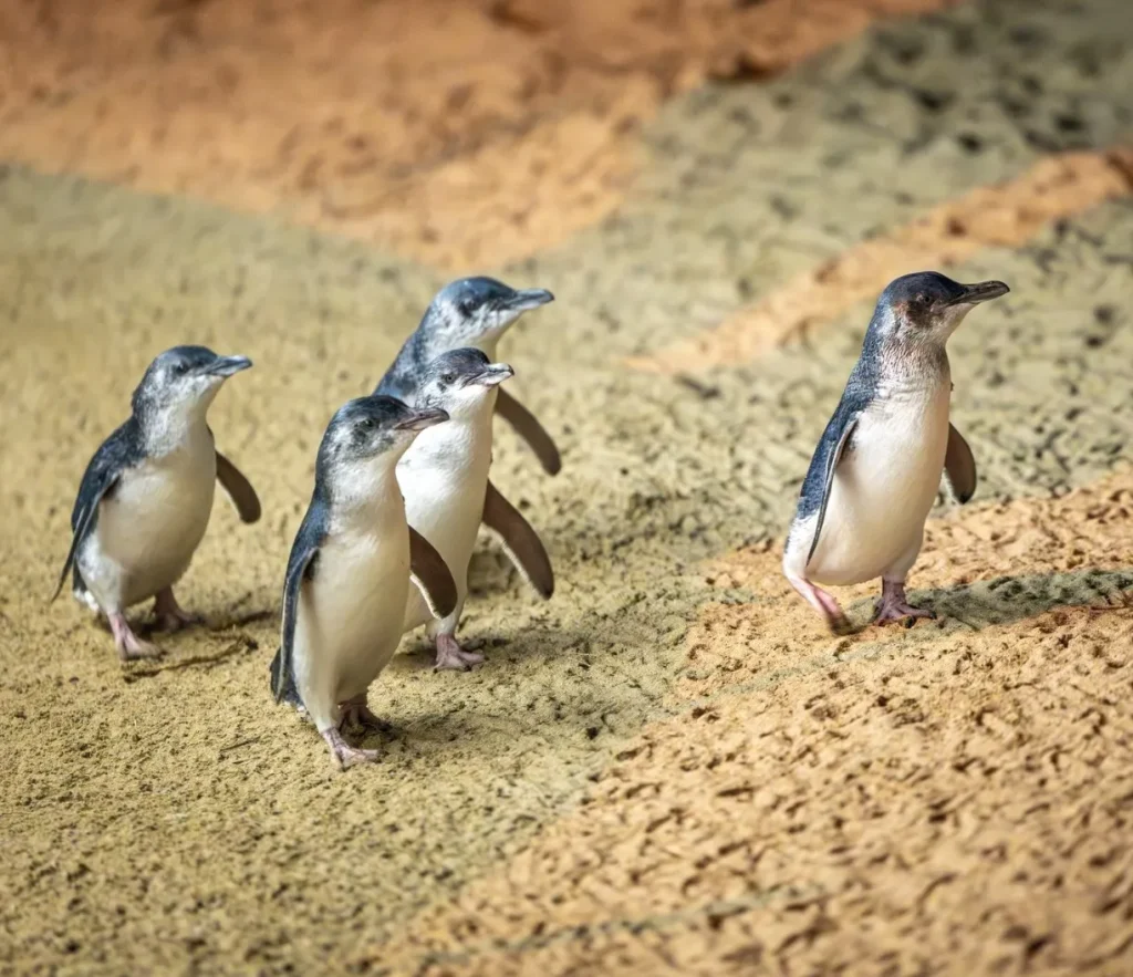 Phillip Island Penguin Parade