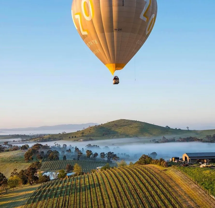 Discovering Yarra Valley’s Best Wildlife Experiences