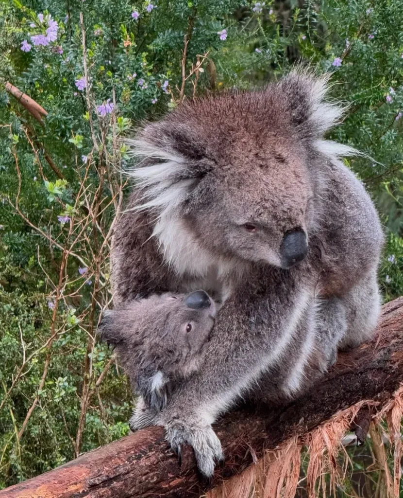 Healesville Sanctuary Wildlife Park