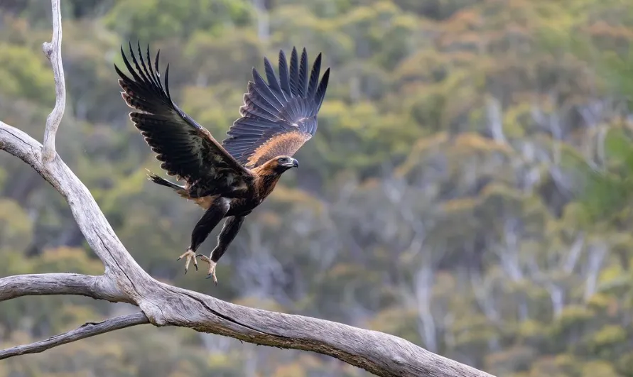 Kinglake National Park