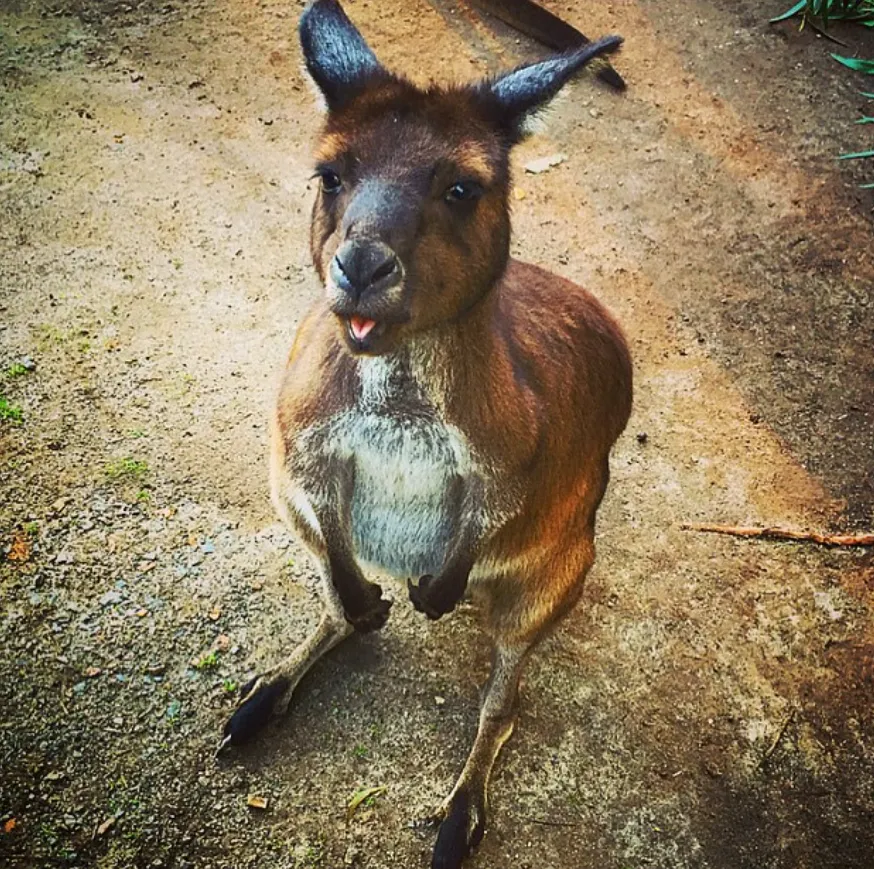 Yarra Valley Kangaroo