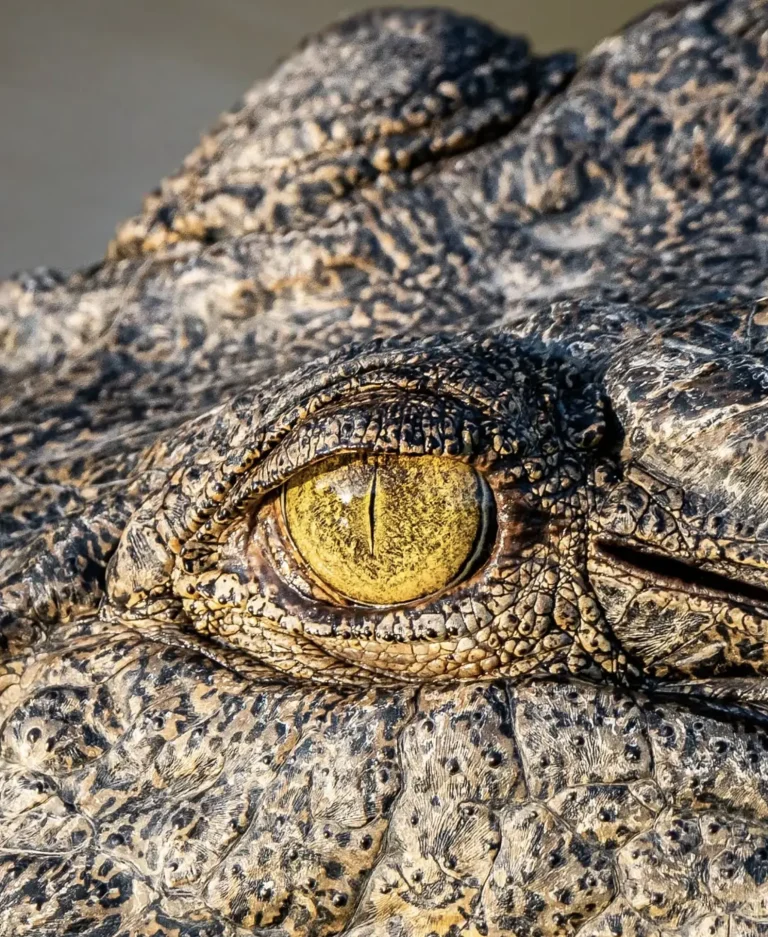 Are there crocodiles in Kakadu National Park?