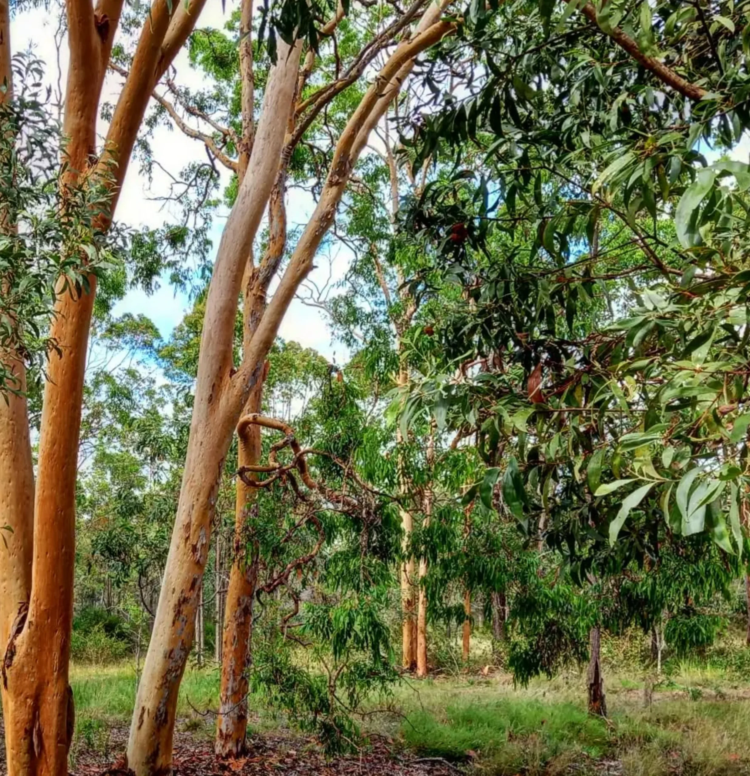 Eucalypt Forest, Ocean Road