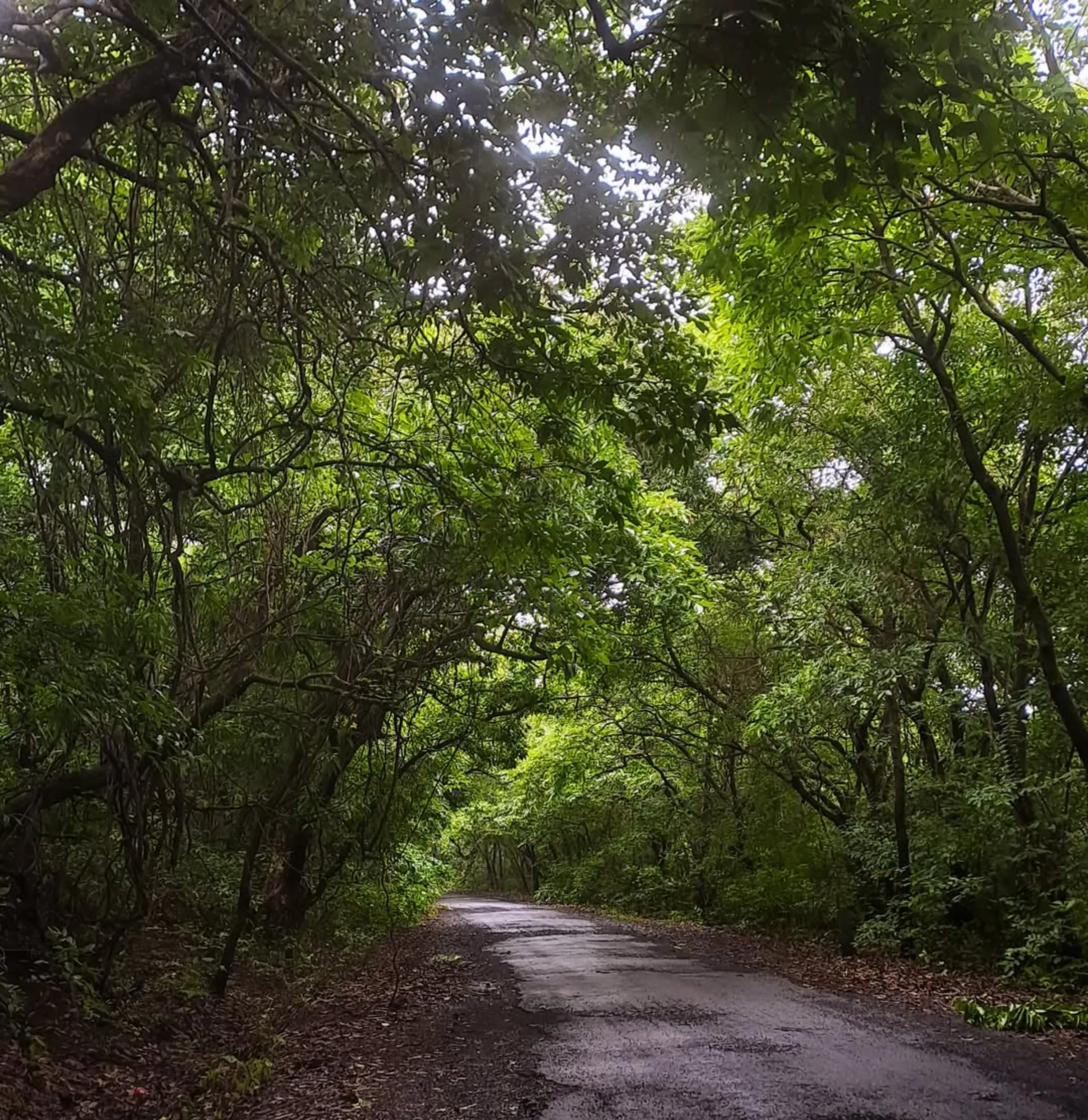 Rainforest, Great Ocean Road