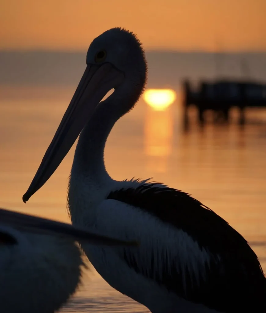 Shark Bay Wildlife