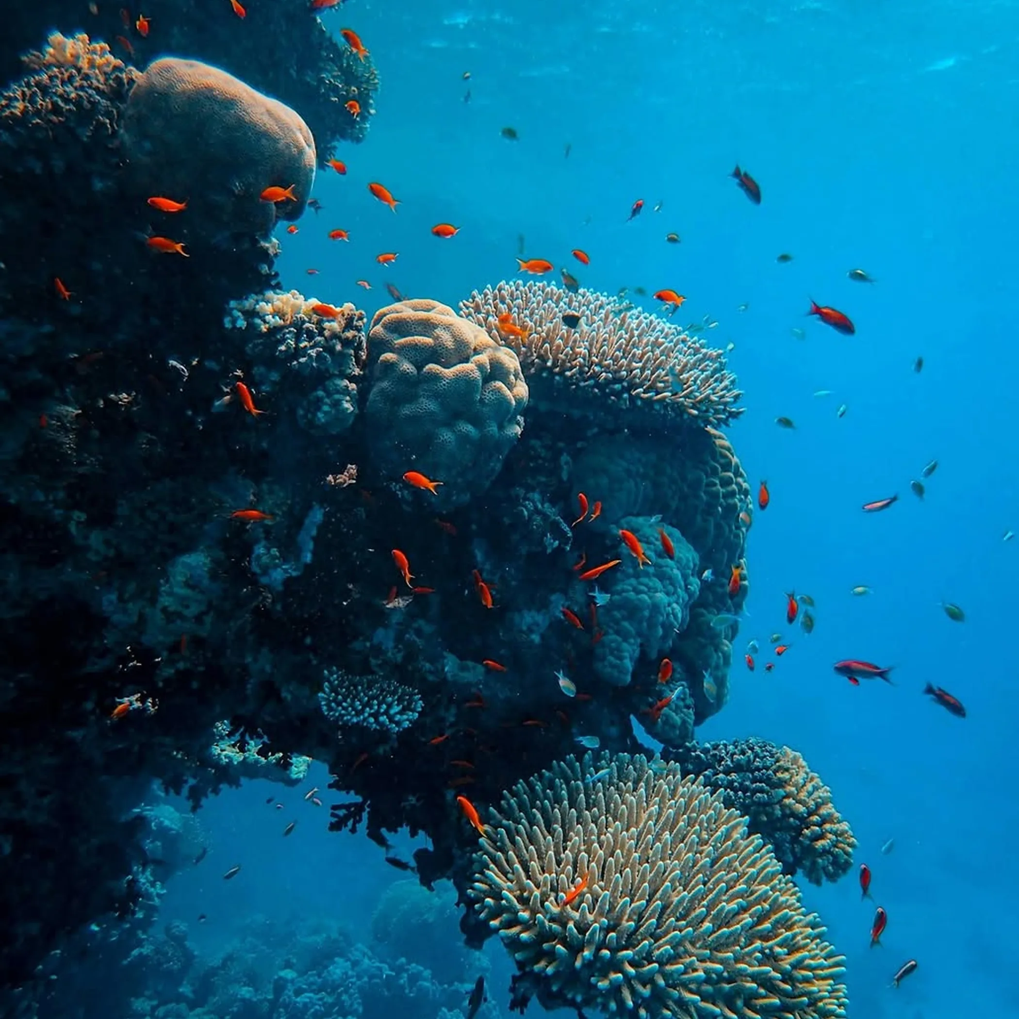 snorkelers exploring magnetic island fringing reef
