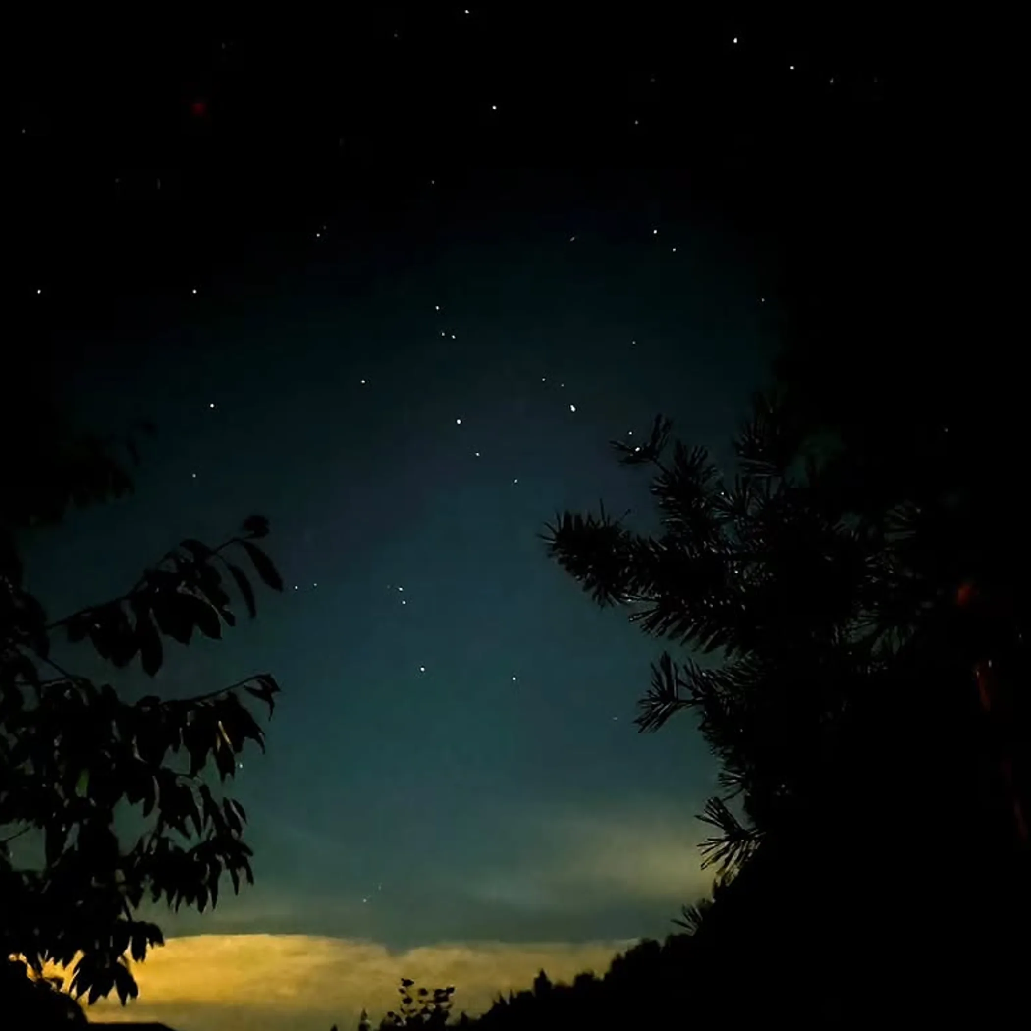 stargazing among silhouetted trees